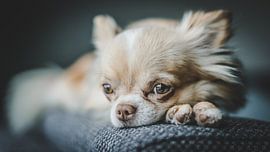 Hund von Bjorn Brekelmans