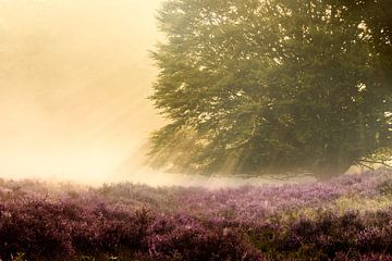 A shiny morning von Fabrizio Micciche