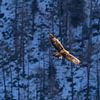 Steinadler vor schneebedeckten Bäumen von Sam Mannaerts