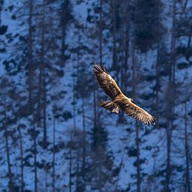 Golden eagle against snow-covered trees by Sam Mannaerts