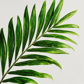 Close-up of a dark green tropical palm leaf by TheXclusive Art