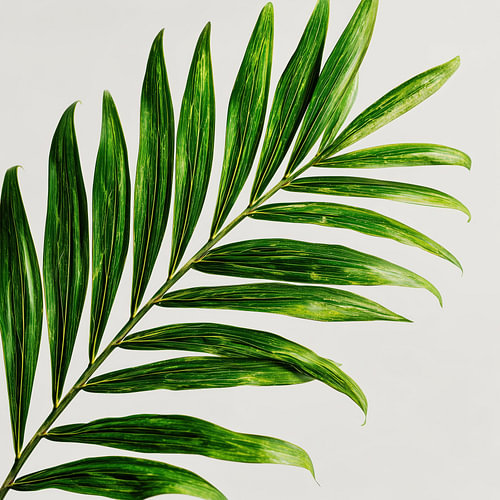 Tropisch palmblad donkergroen close-up