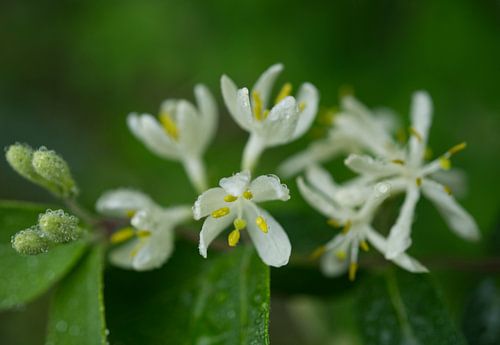 Witte kamperfoelie met regendruppels