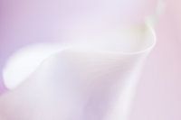 Calla-Lilie