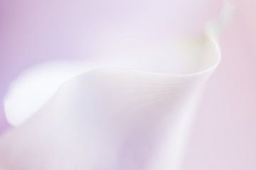 Calla-Lilie von Vliner Flowers