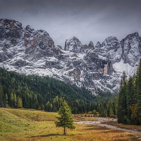 Ein Außenseiter von Loris Photography