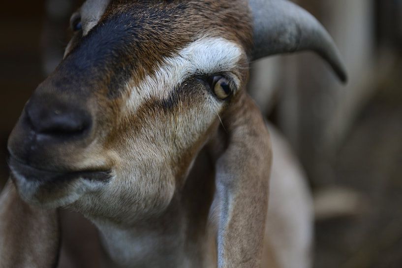 Gros plan sur une chèvre par Chris van Breeden