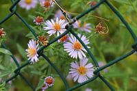 Asters langs de kant van de weg