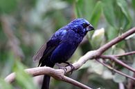 Blauwe vink van Jolanta Mayerberg thumbnail