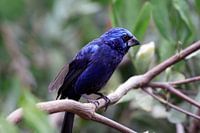 Blauwe vink