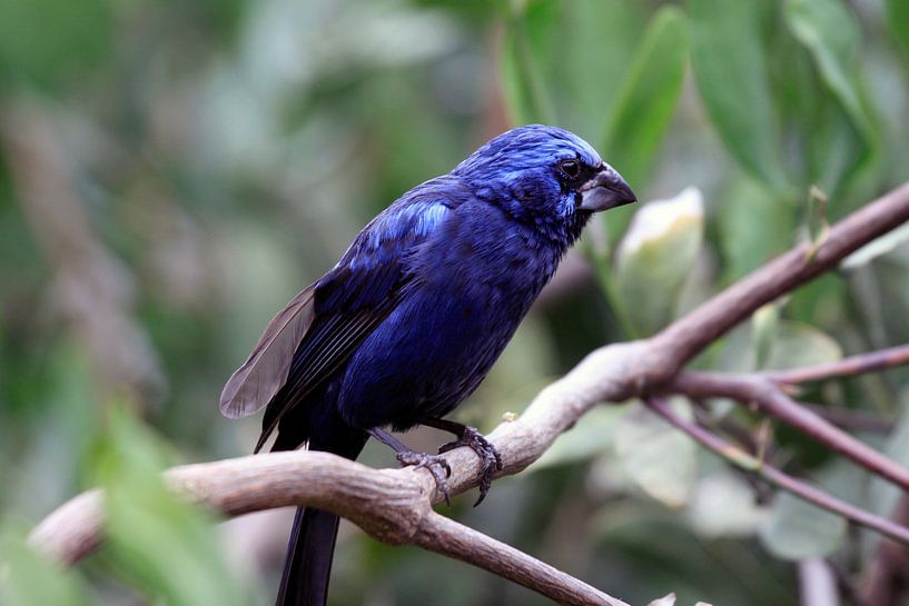 Blauwe vink van Jolanta Mayerberg