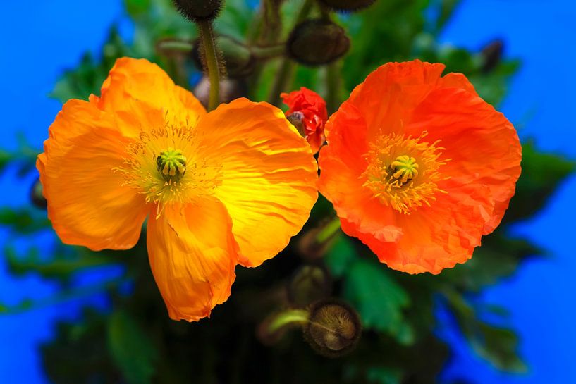 Picturesque poppies by Thomas Jäger