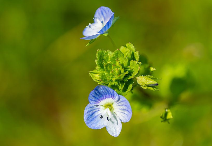 La fleur de la véronique filiforme fleurit au printemps par Animaflora PicsStock