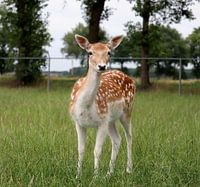 Deer