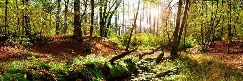 Naturbelassener Wald im Herbst von Günter Albers
