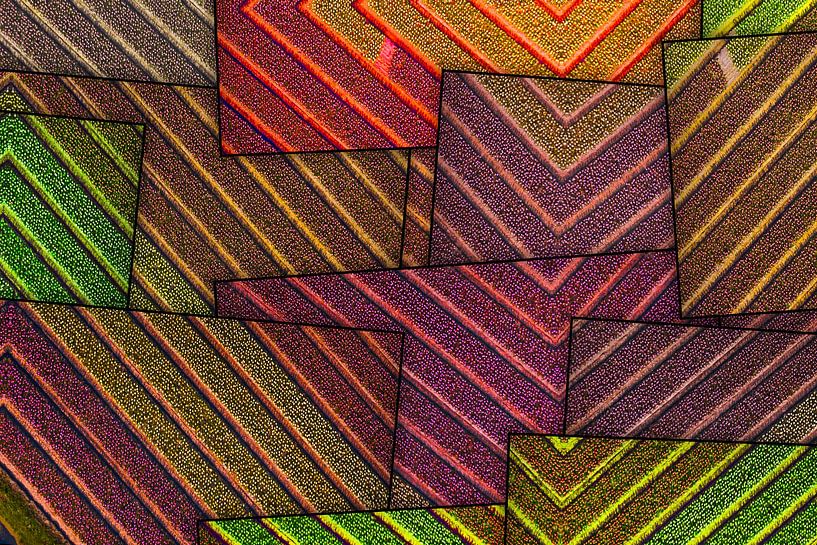 Abstract bulb fields by Arjen Roos