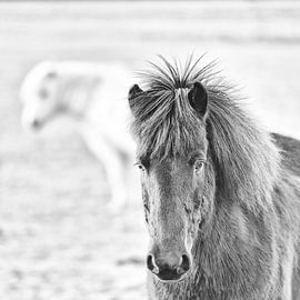 Thorsteinn von Islandpferde  | IJslandse paarden | Icelandic horses