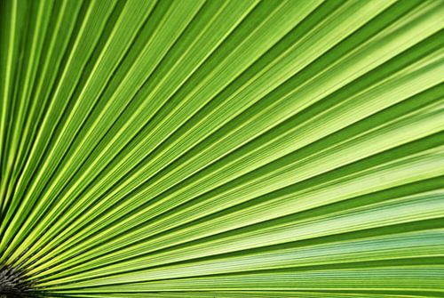 one green fan palm leaf