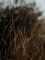 drops on the reed