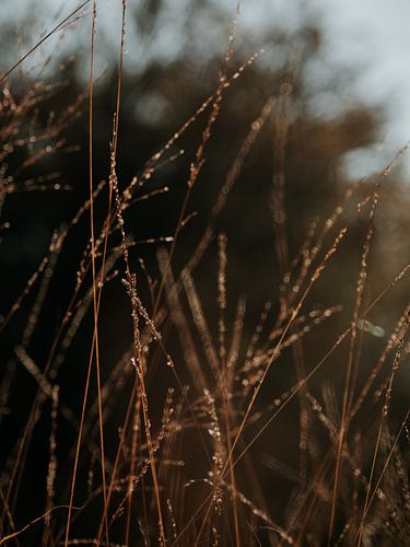 druppels op het riet