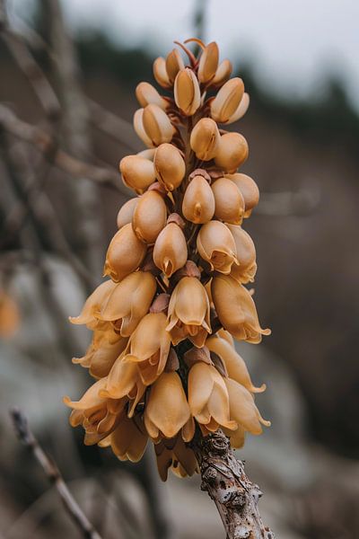 Close-up of a Blooming Flower by Imperial Art House