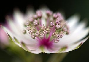 Sterndolde softly