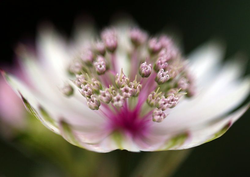 Sterndolde softly von Roswitha Lorz