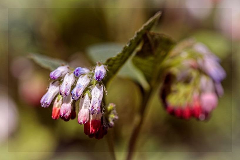Bumblebee flower by Rob Boon