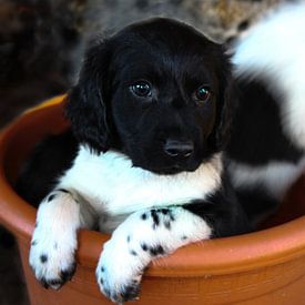 Puppy In A Flowerpot  von Maike Peters