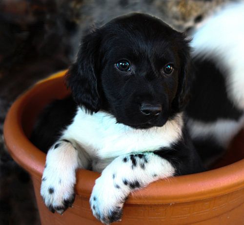 Puppy In A Flowerpot 
