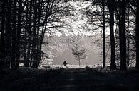 Man cycling in the forest by Luis Boullosa thumbnail