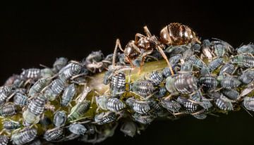 Ameise beim Melken von Blattläusen auf einem Stängel