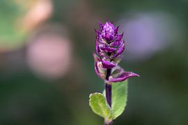 Purple by Renate Winder