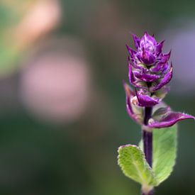 Purple van Renate Winder