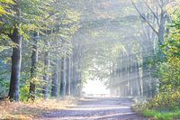 Avenue des hêtres dans la brume