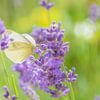 Schmetterling im Lavendel von Friedhelm Peters