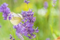 Vlinder in lavendel van Friedhelm Peters thumbnail