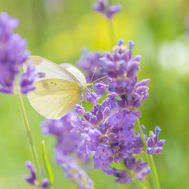 Vlinder in lavendel van Friedhelm Peters