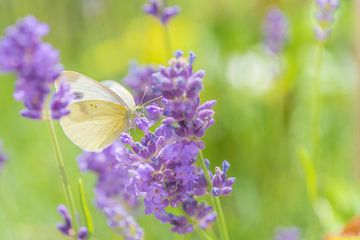Vlinder in lavendel