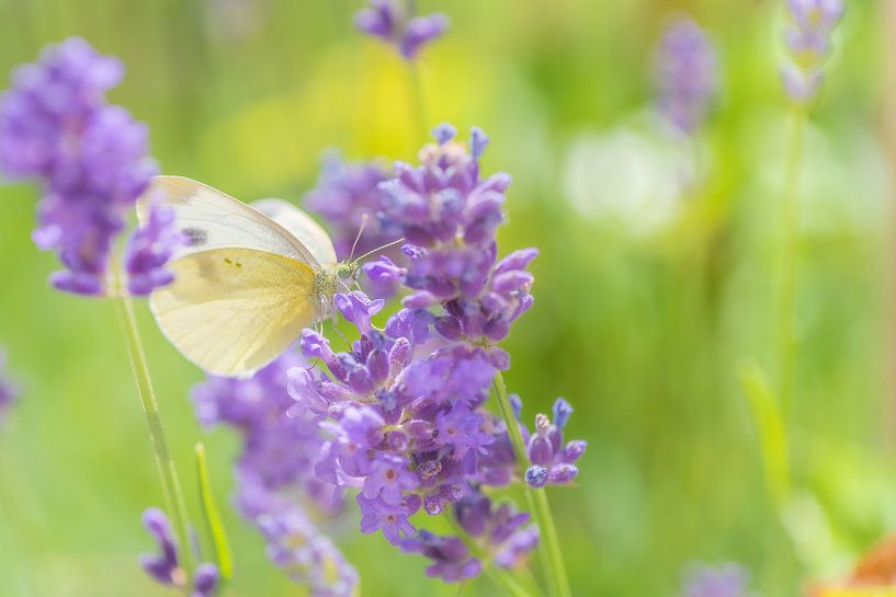 Vlinder in lavendel van Friedhelm Peters
