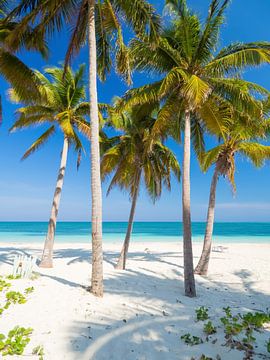 Palmiers sur la plage de Cayo Levisa, Cuba sur Teun Janssen