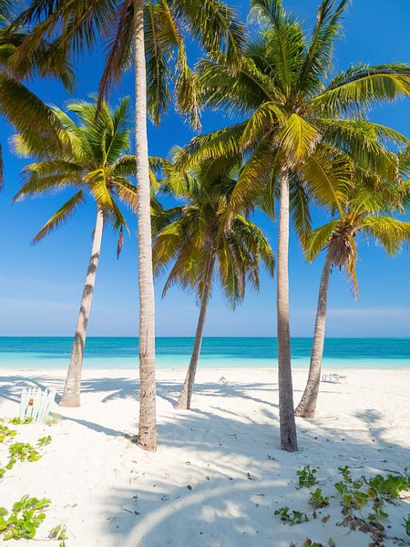 Palm trees on the beach of Cayo Levisa, Cuba by Teun Janssen