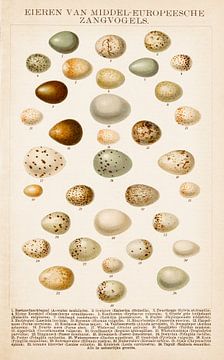 Schoolplate Eggs of Mediterranean Songbirds by Studio Wunderkammer