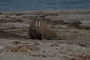 Walrus op het strand van Poolepynten van Kai Müller