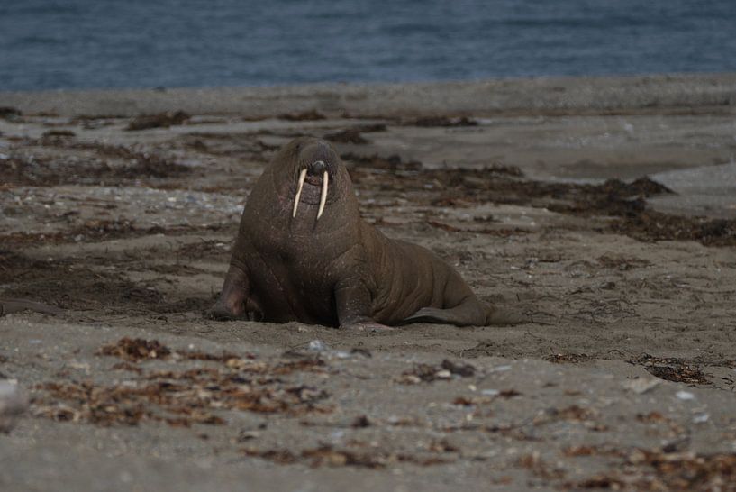 Walrus on the beach of Poolepynten by Kai Müller