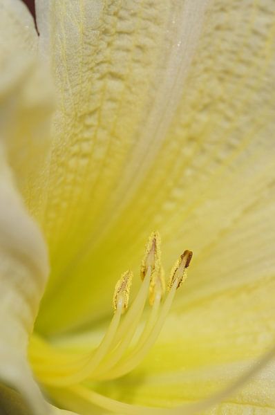 Zomer bloei by Danny Puts