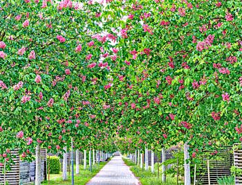Die Kastanienallee im Frühling