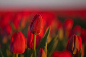 Helle rote Tulpen auf dem Tulpenfeld
