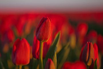 Zulpen rouge vif sur le champ de tulipes sur t.ART