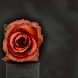 Rose périssable sur Roland de Zeeuw fotografie